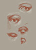 Augen 2 
 
Studien nach "The Artist's Complete Guide to Drawing the Head" von William Maughan